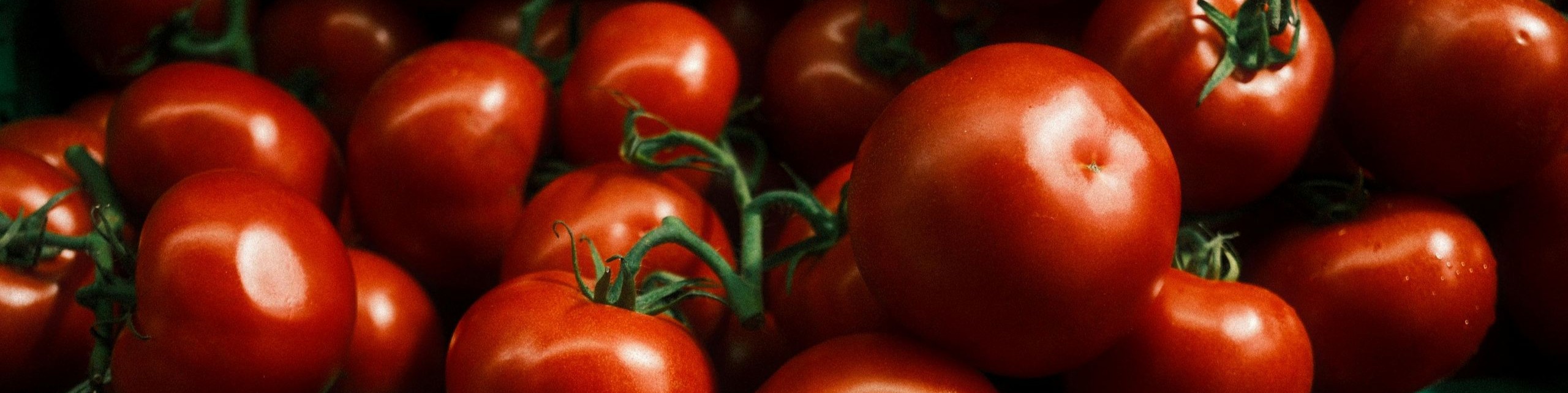 Tomatoes Yunus Kilic